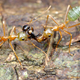 Image for article titled Macrophotographs of ant warfare are downright epic